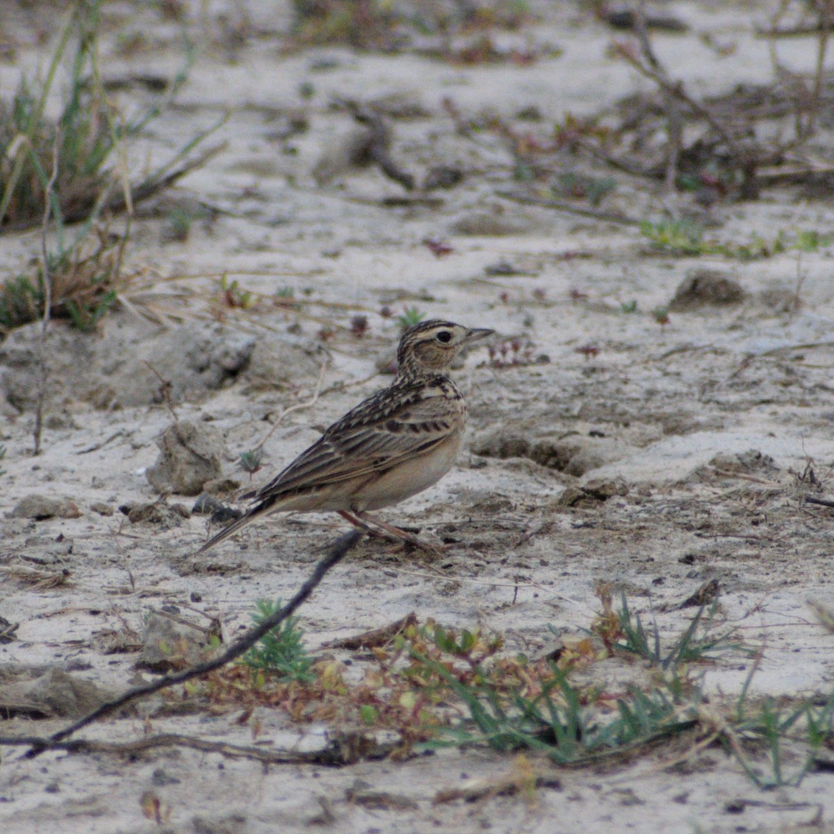 Oriental Skylark - ML646510641