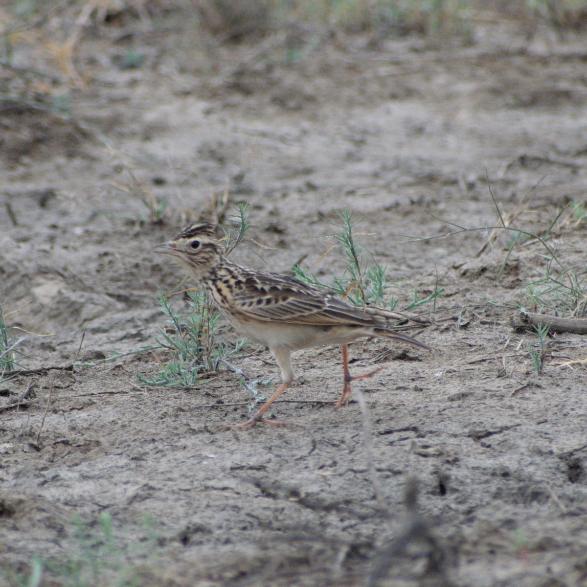 Oriental Skylark - ML646510642