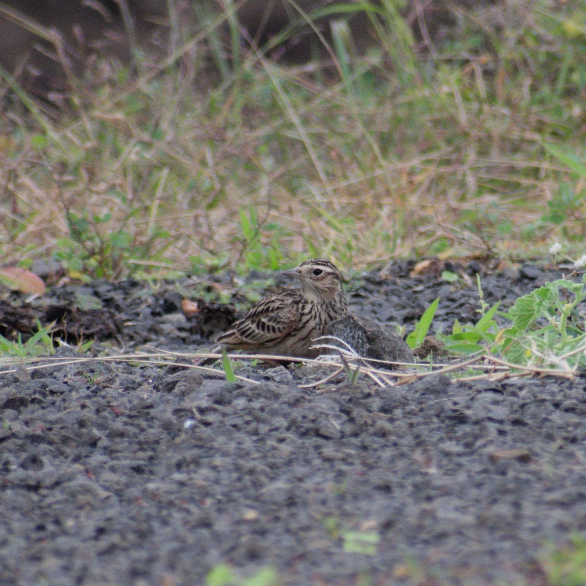 Oriental Skylark - ML646510643