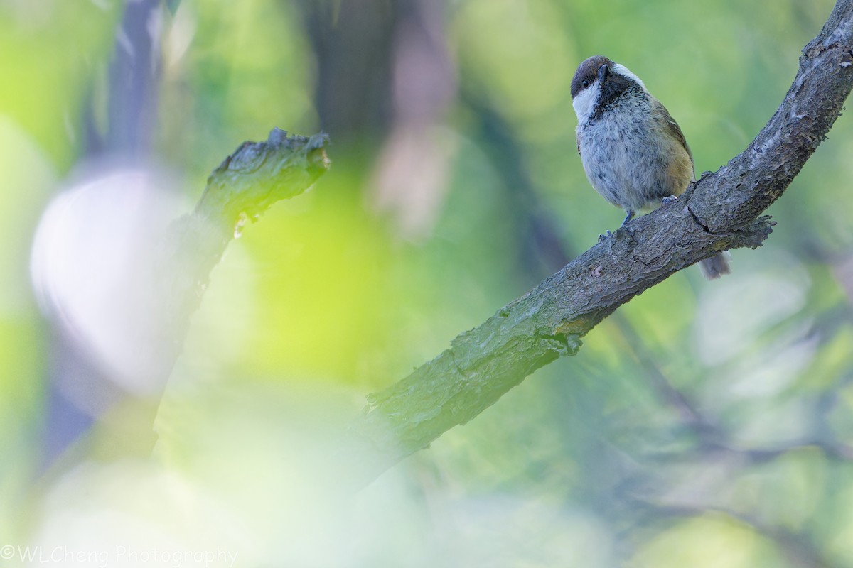 Хүрэн толгойт хөх бух - ML646510648