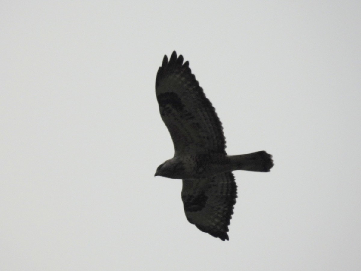 Тарлан сар - ML646510650