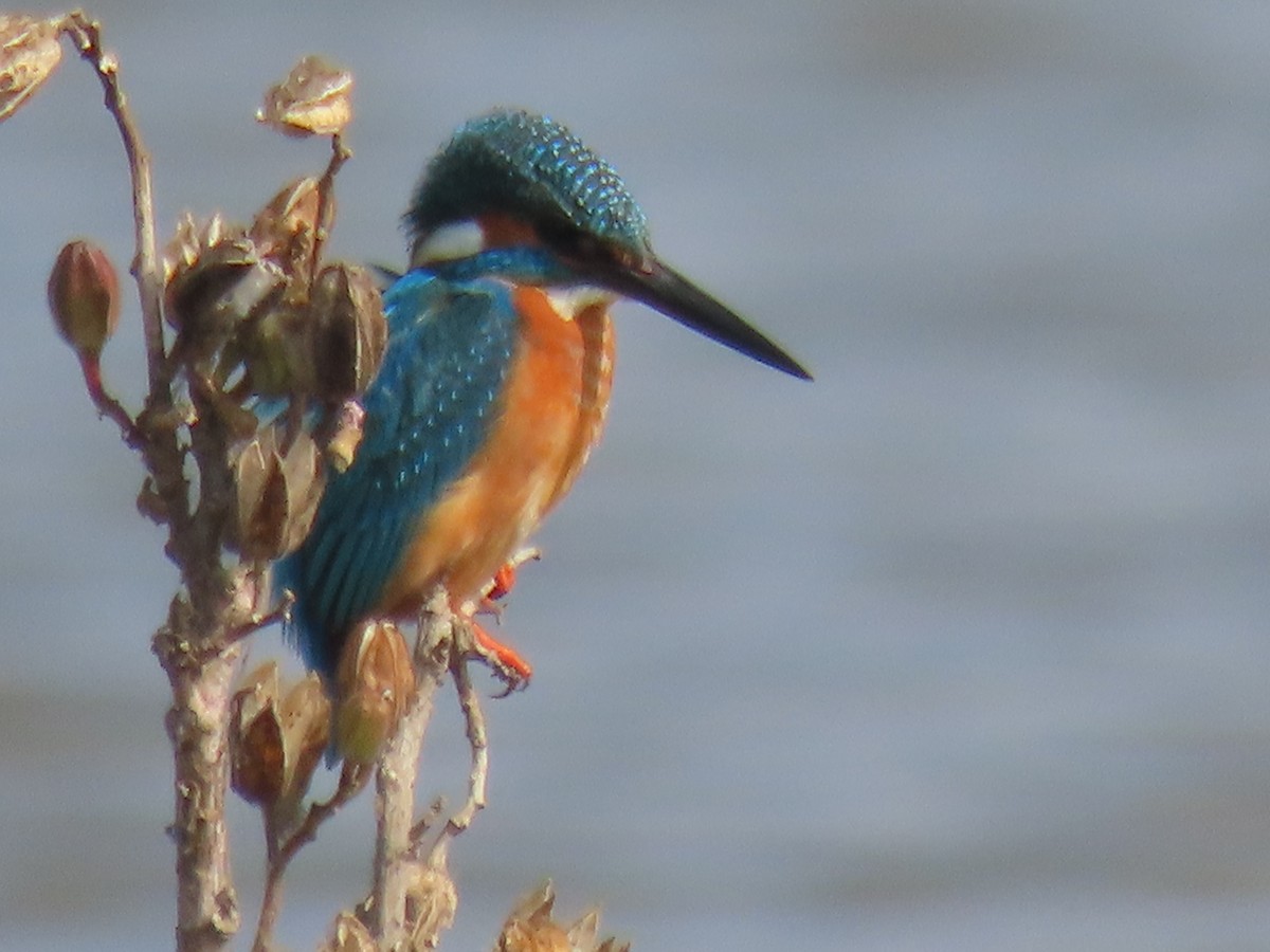 Martin pescatore - ML646510652