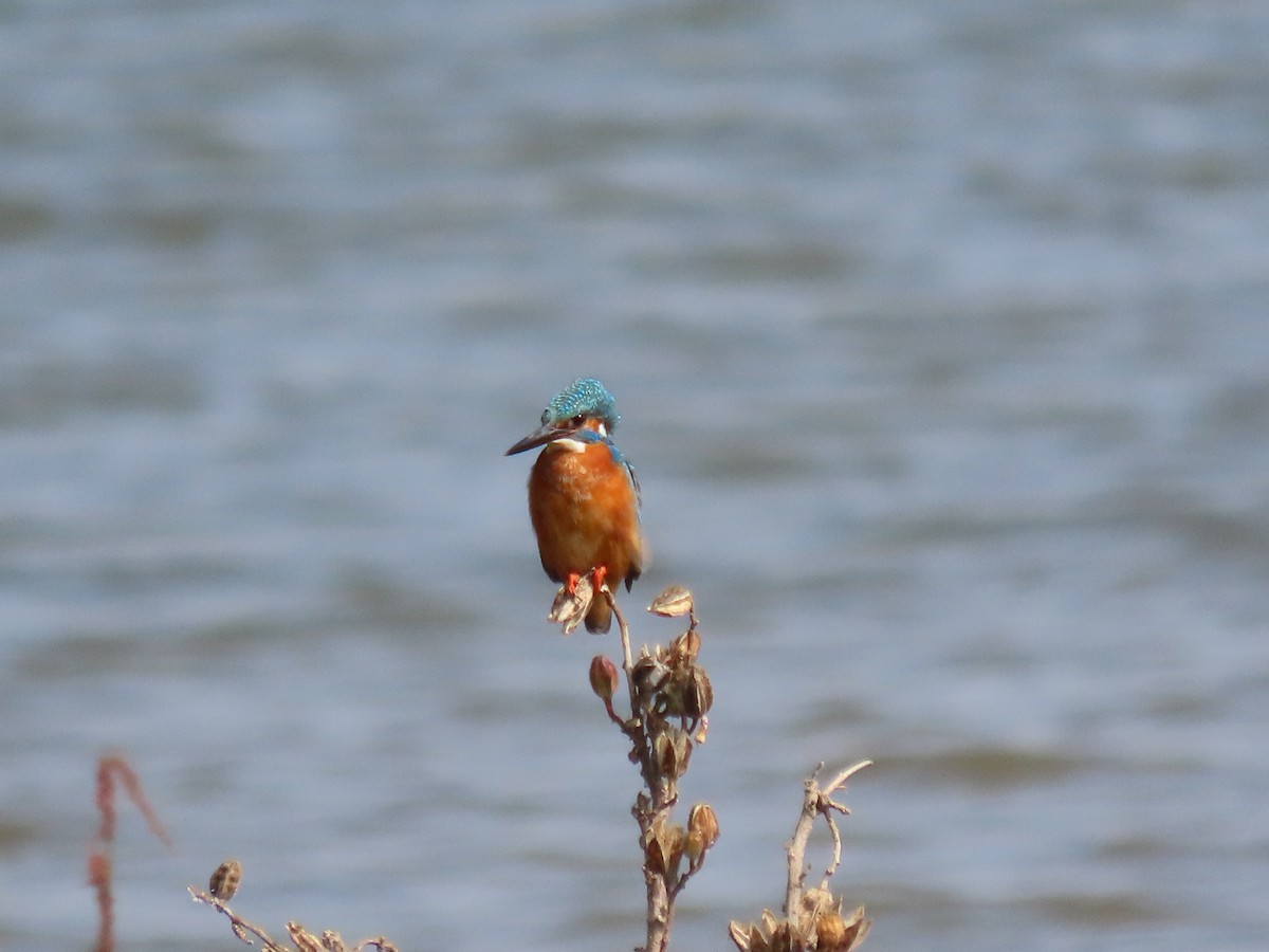 Martin pescatore - ML646510653