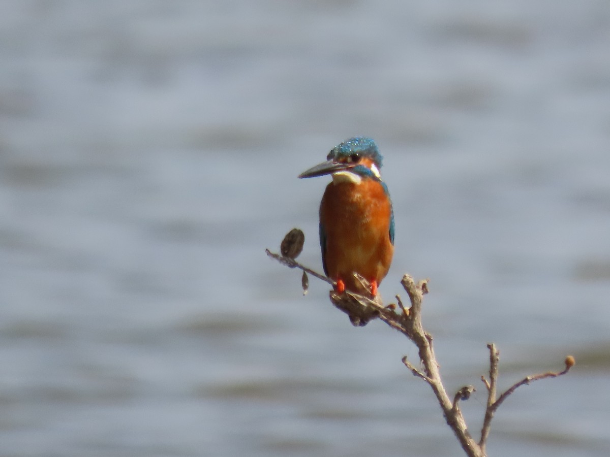 Martin pescatore - ML646510654