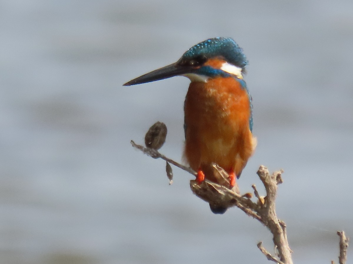 Martin pescatore - ML646510655