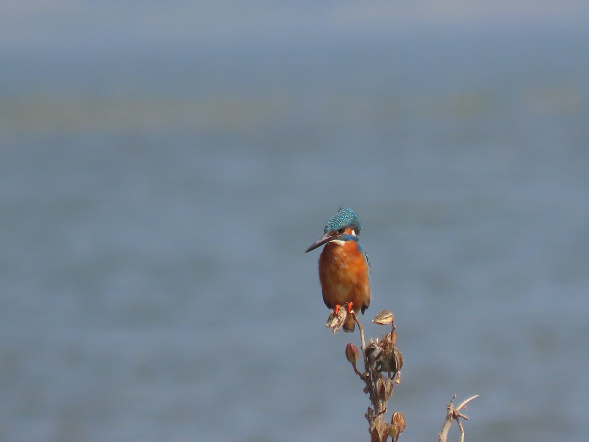 Martin pescatore - ML646510656