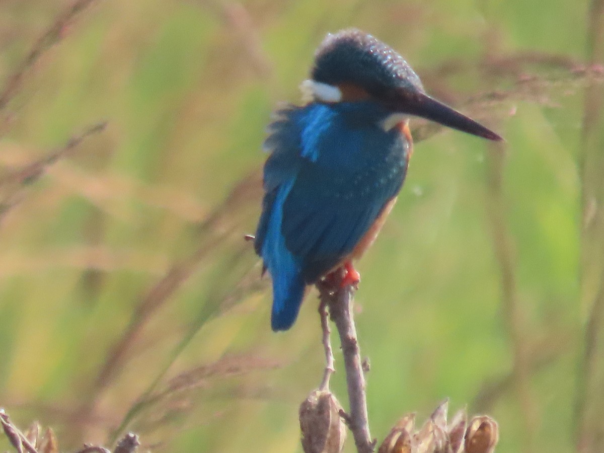 Martin pescatore - ML646510657