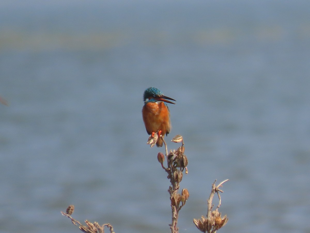 Martin pescatore - ML646510658