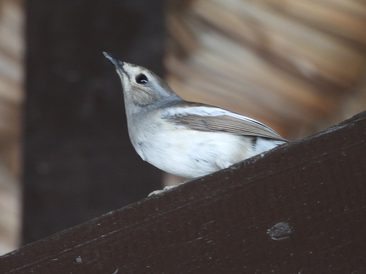 Shama de Madagascar - ML646510660