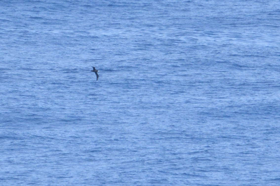 Beyaz Gıdılı Yelkovan - ML646510667