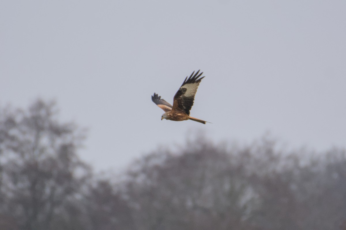 Red Kite - ML646510670