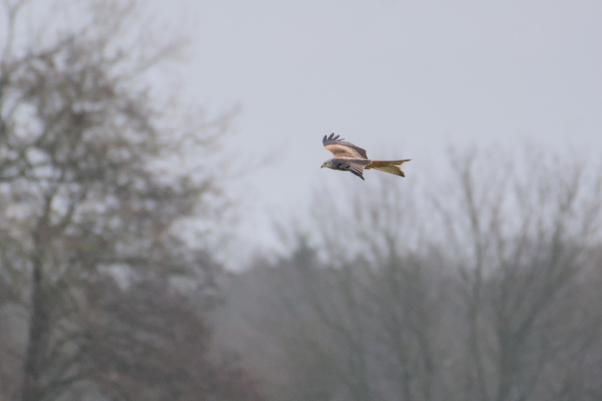 Red Kite - ML646510671