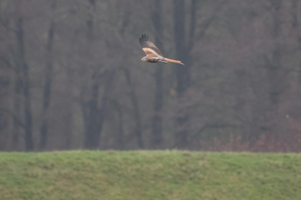 Red Kite - ML646510673