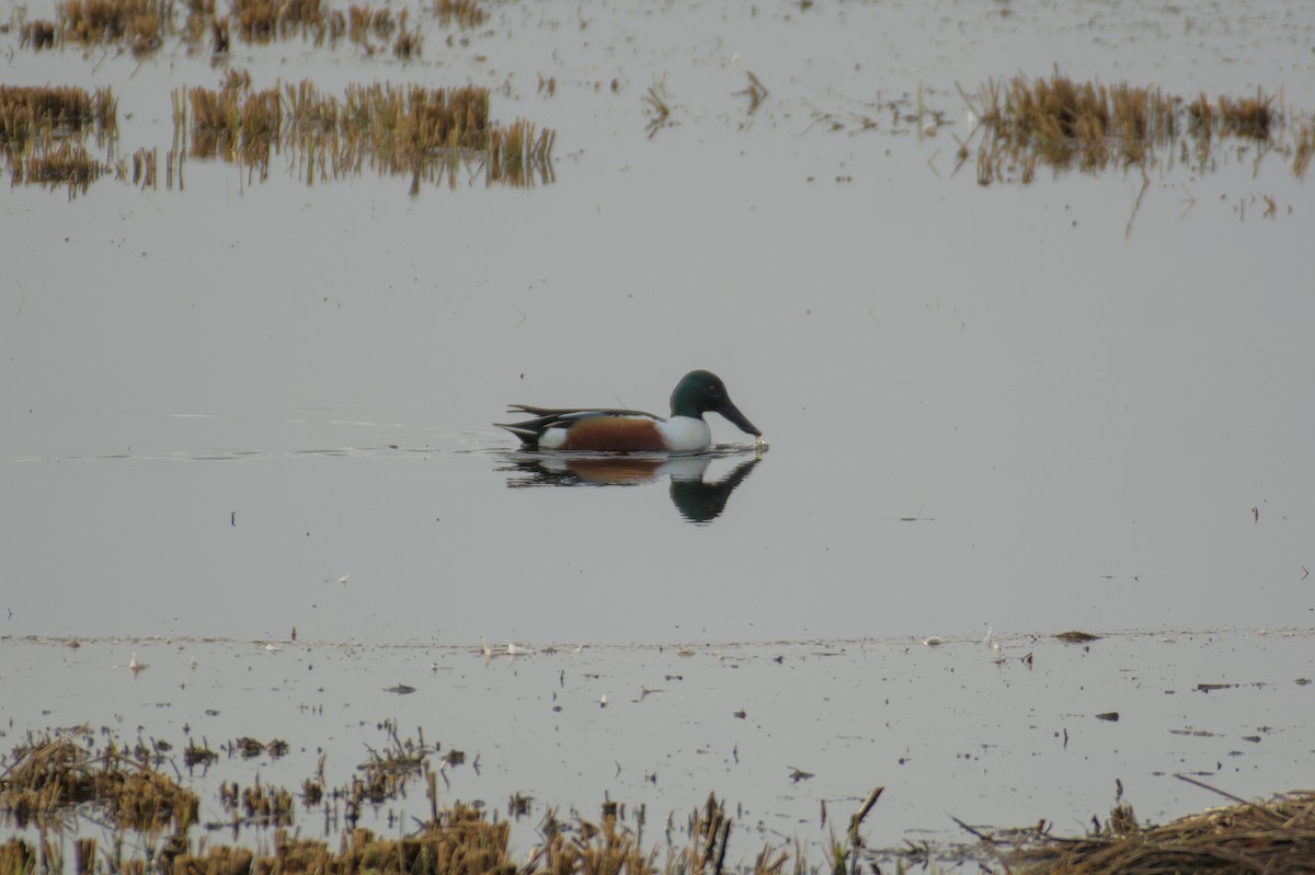 Northern Shoveler - ML646510689