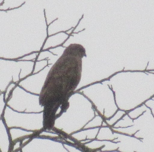 Buse variable - ML646510702