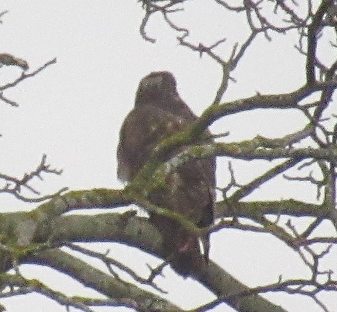 Buse variable - ML646510703