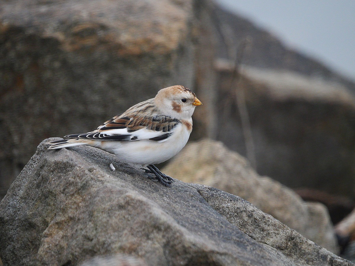 Snow Bunting - ML646510716