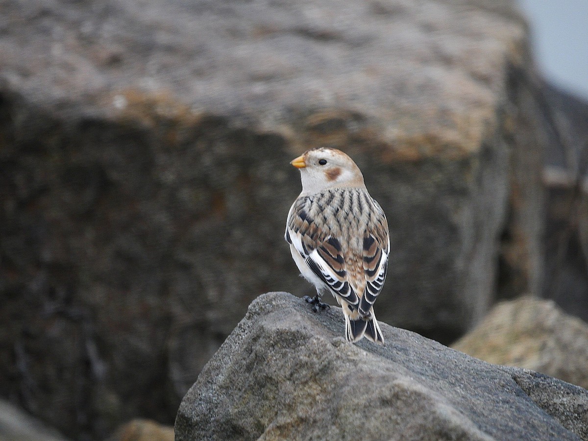 Snow Bunting - ML646510717