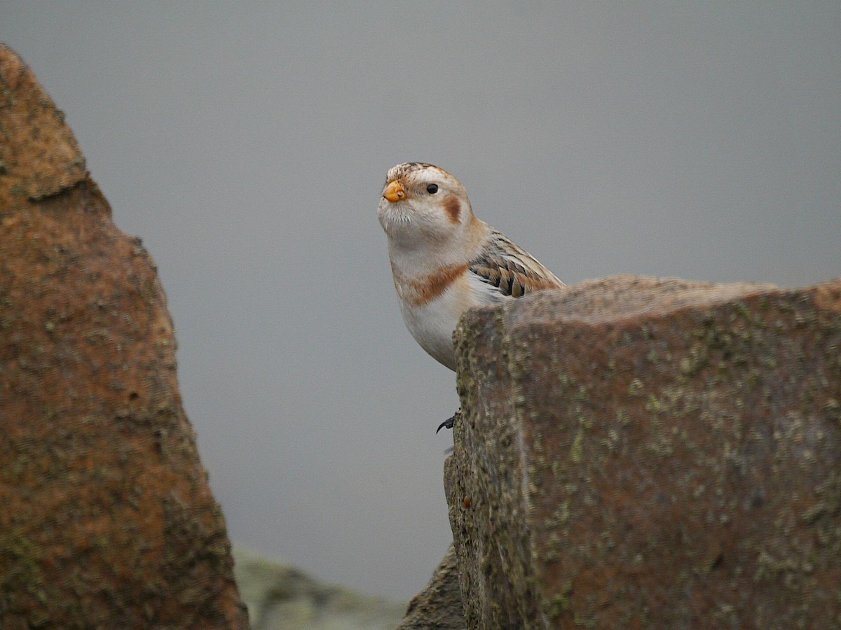Snow Bunting - ML646510718