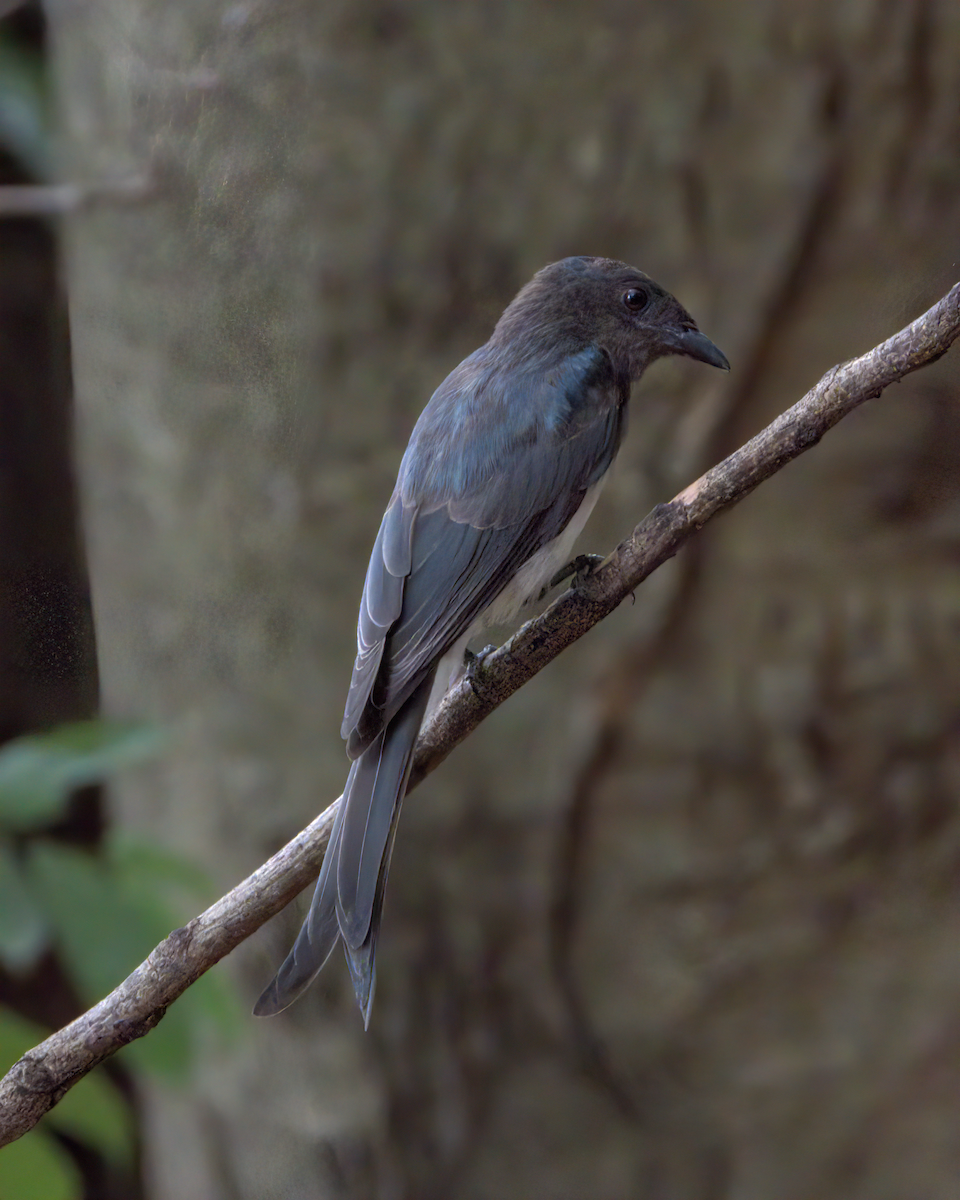 White-bellied Drongo - ML646510719