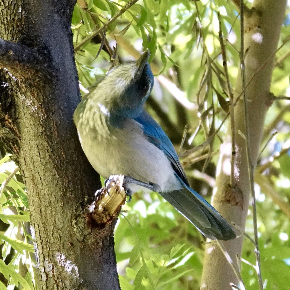 sojka vnitrozemská - ML646510720