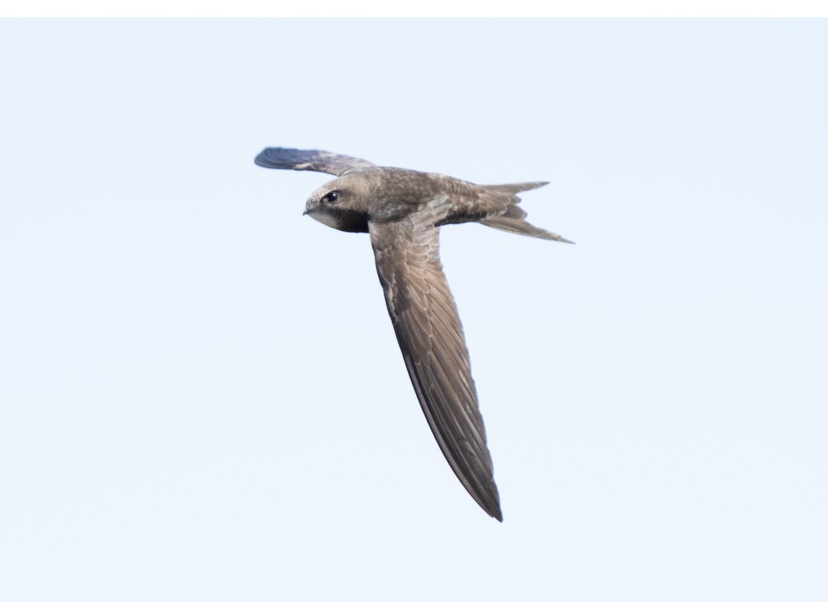 Rondone comune - ML646510724