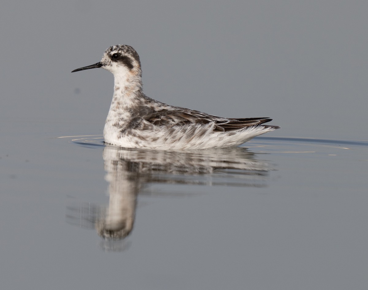 Falaropo beccosottile - ML646510746