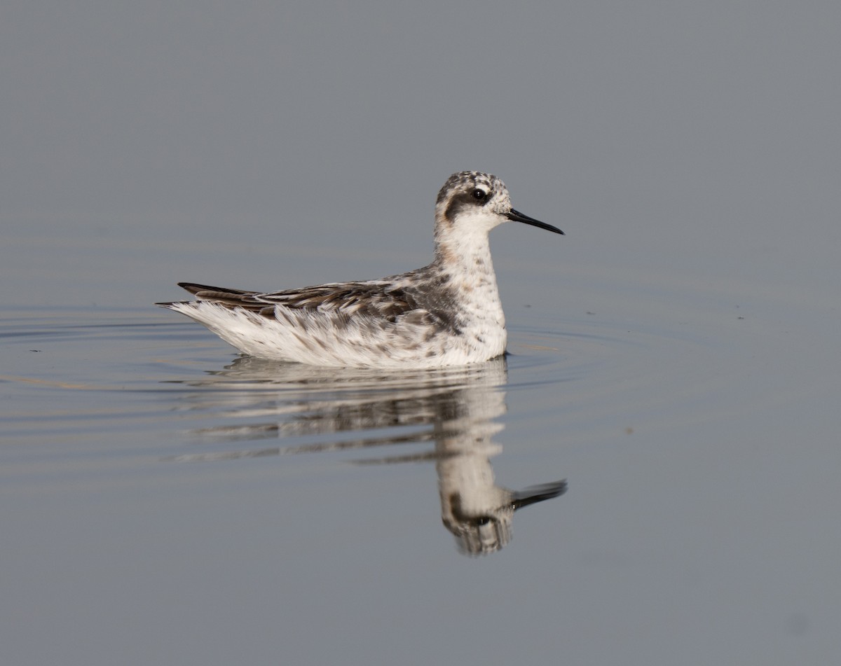 Falaropo beccosottile - ML646510747