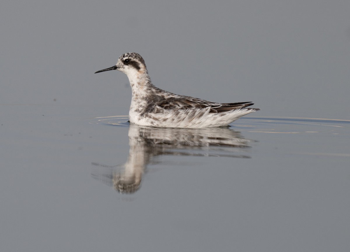 Falaropo beccosottile - ML646510748