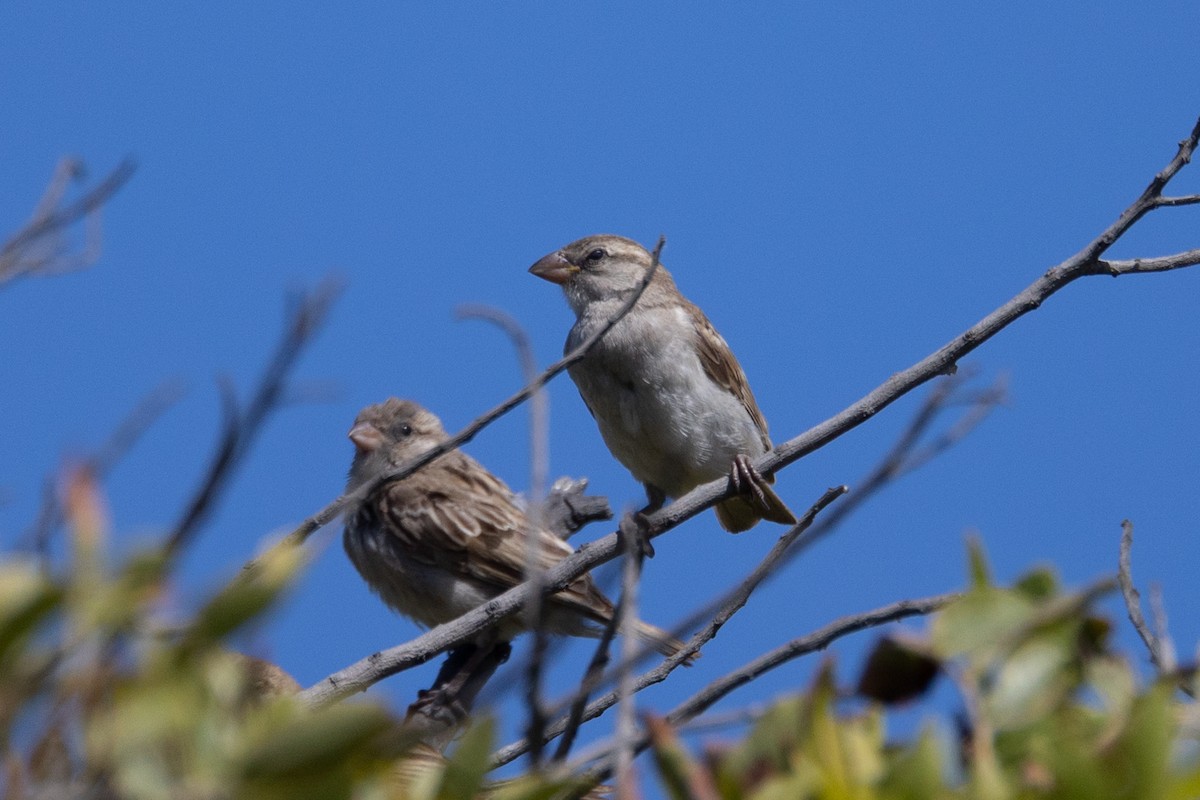 Moineau domestique - ML646510749