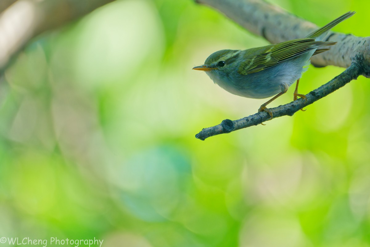 Клаудын дууч шувуу - ML646510750