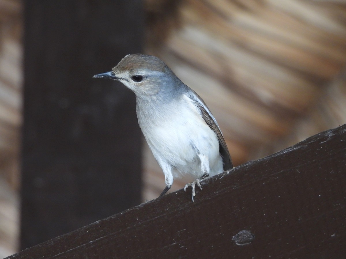 Shama de Madagascar - ML646510756