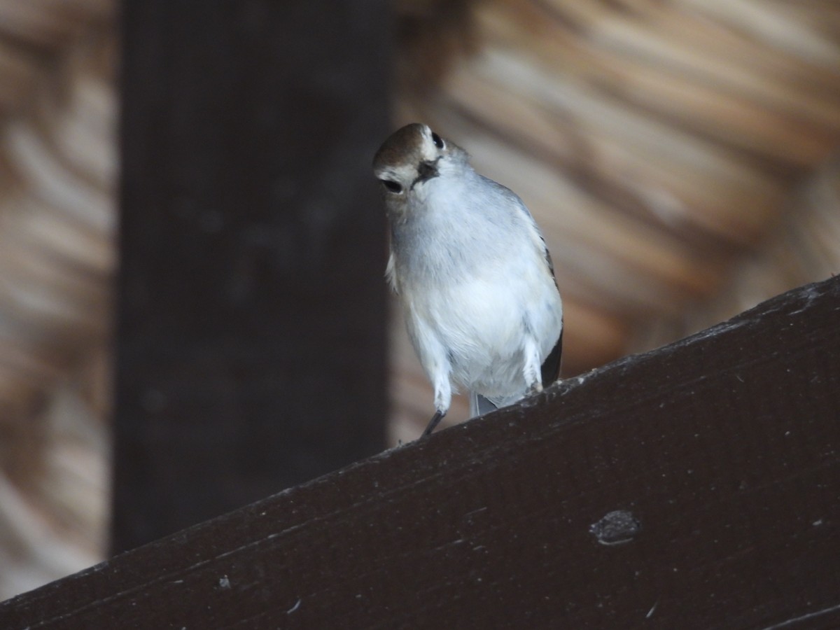 Shama de Madagascar - ML646510757