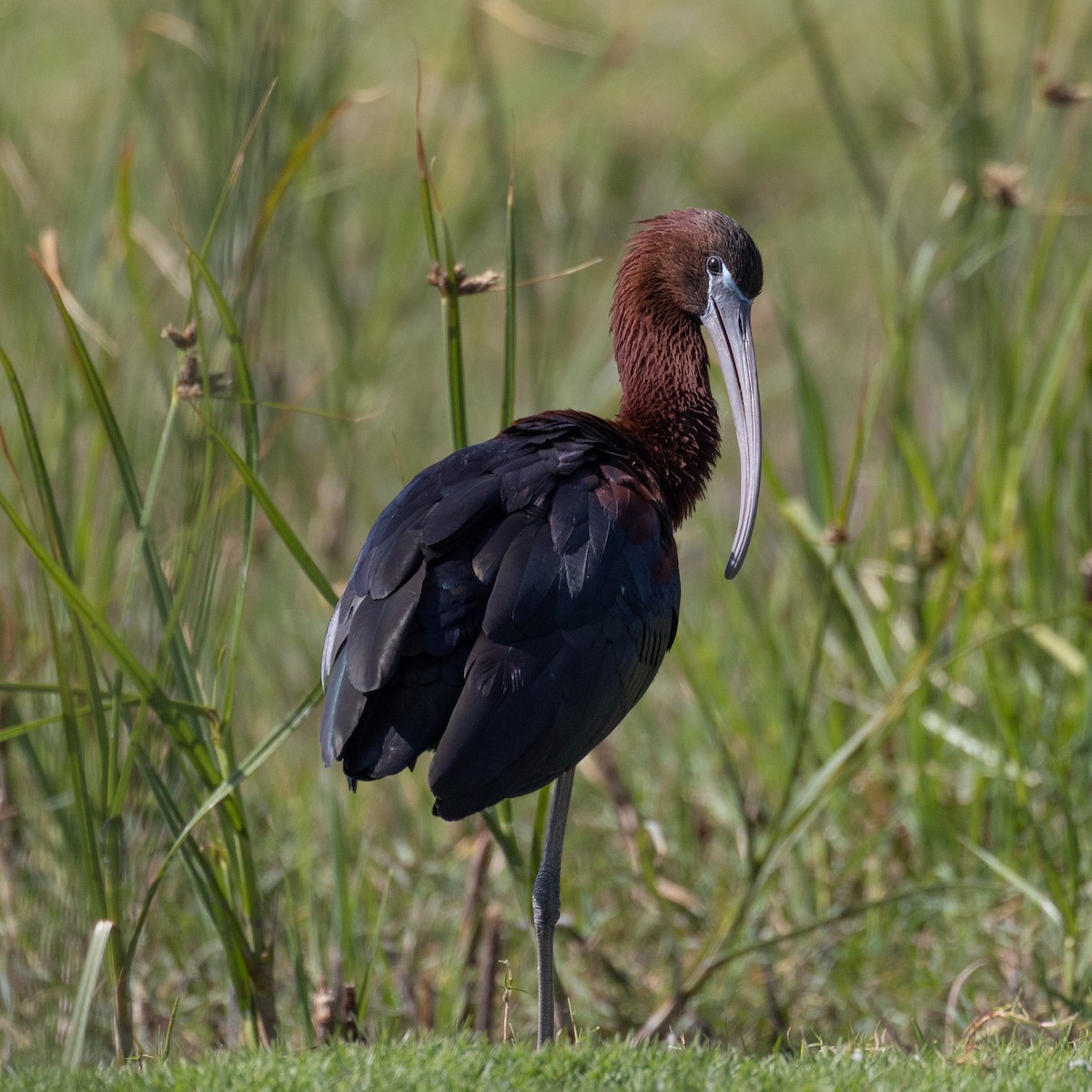 Ibis falcinelle - ML646510760