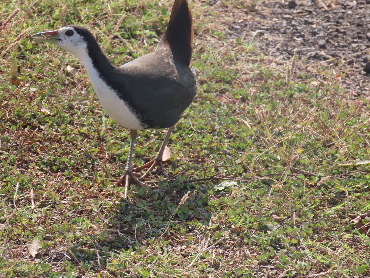 White-breasted Waterhen - ML646510766