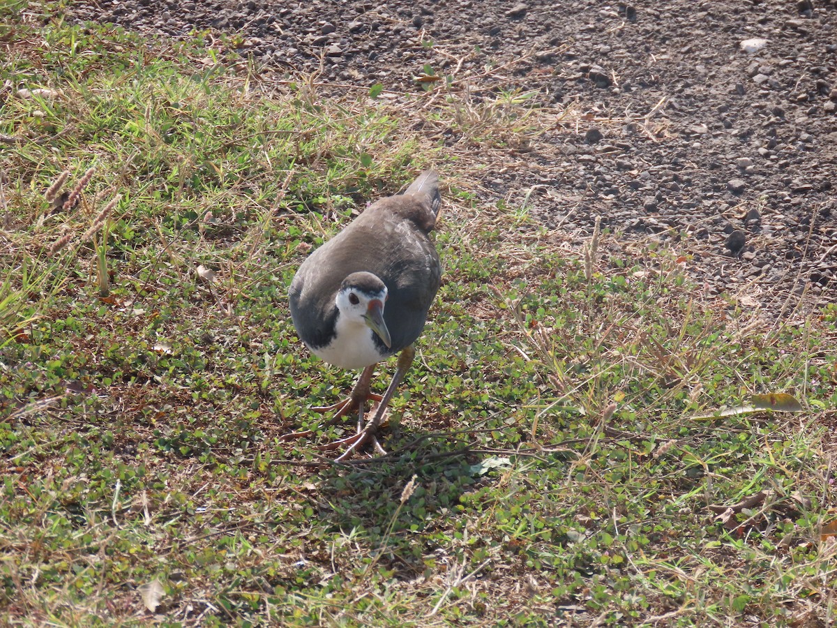 White-breasted Waterhen - ML646510767