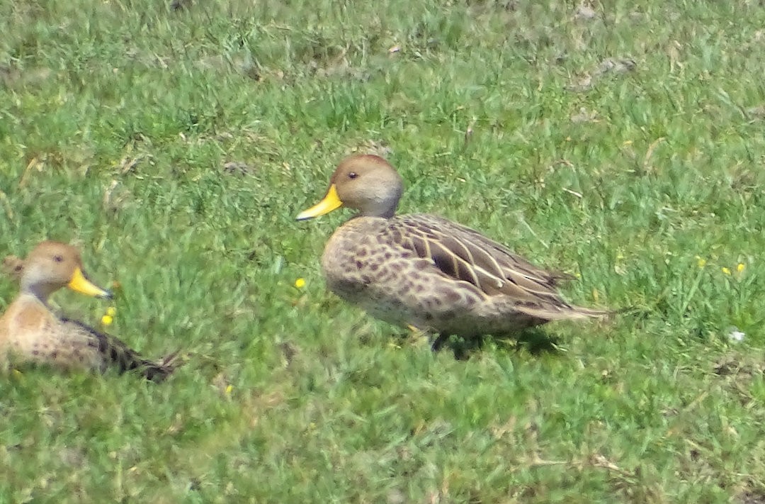 Желтоклювая шилохвость - ML646510769