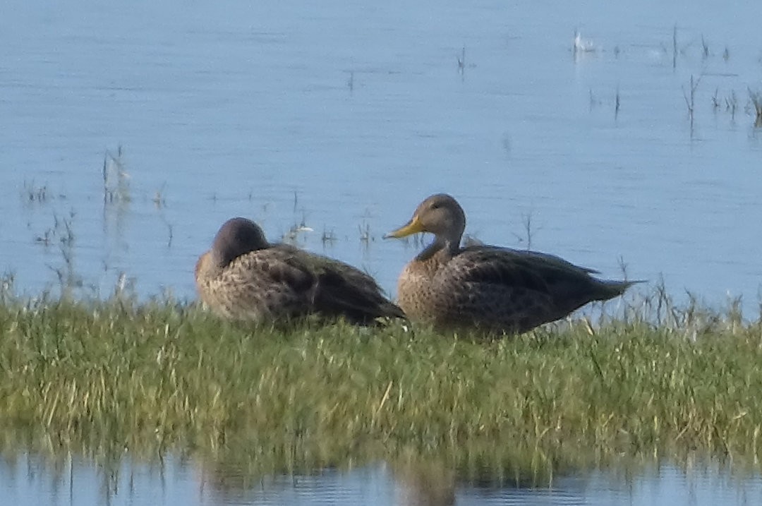 Желтоклювая шилохвость - ML646510770