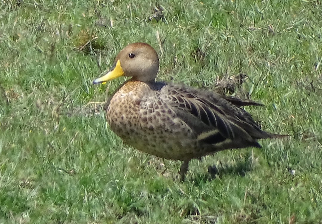 Желтоклювая шилохвость - ML646510771