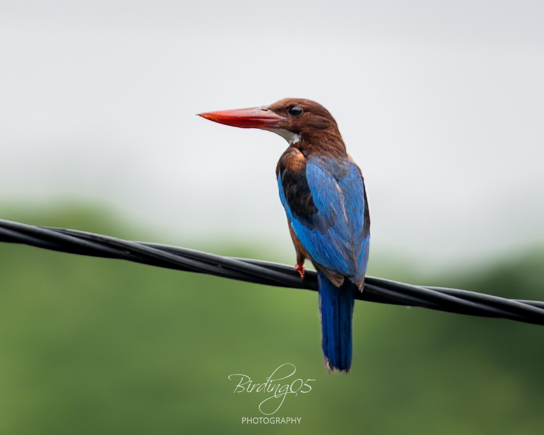 White-throated Kingfisher - ML646510785