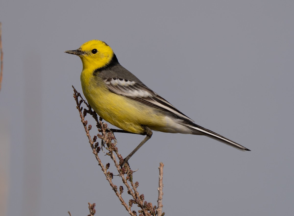 Cutrettola testagialla orientale - ML646510786