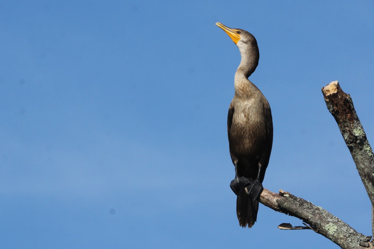 Баклан вухатий - ML646510789