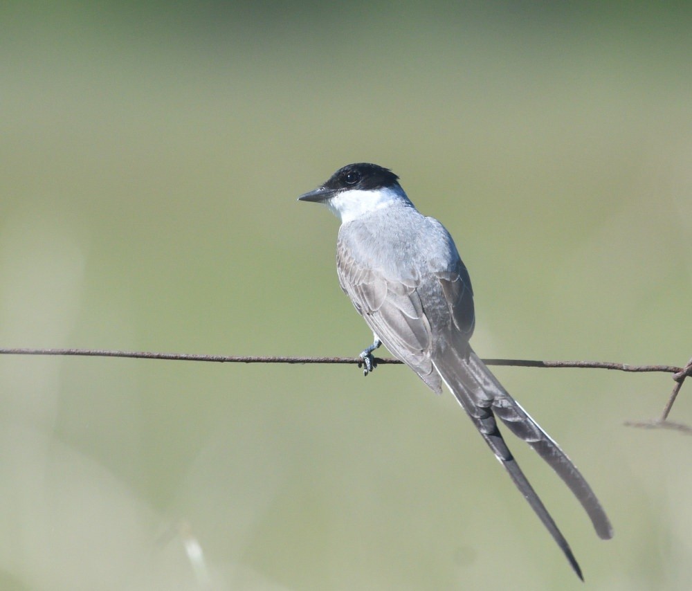 Fork-tailed Flycatcher - ML646510795