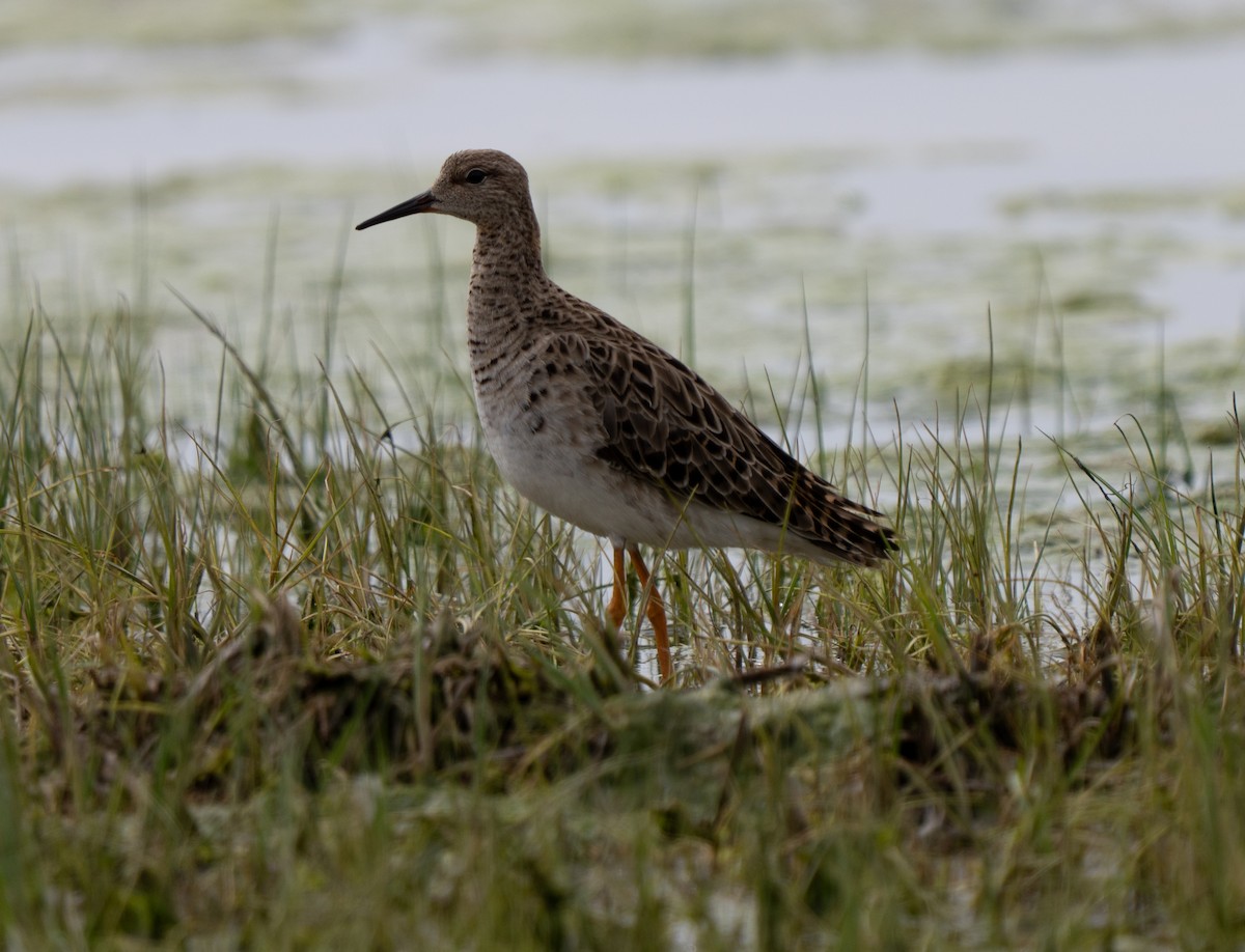 Combattente - ML646510800