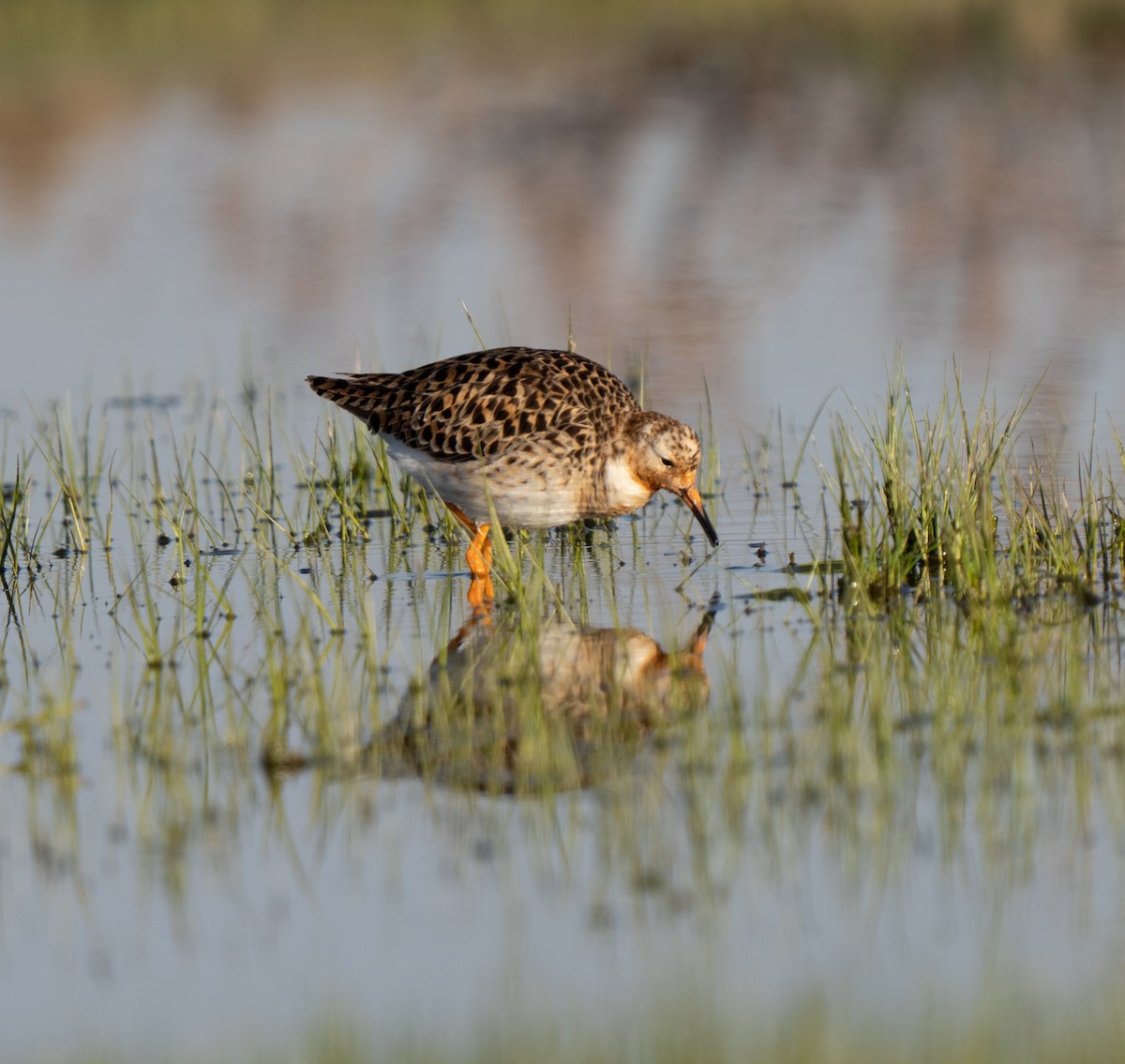 Combattente - ML646510801