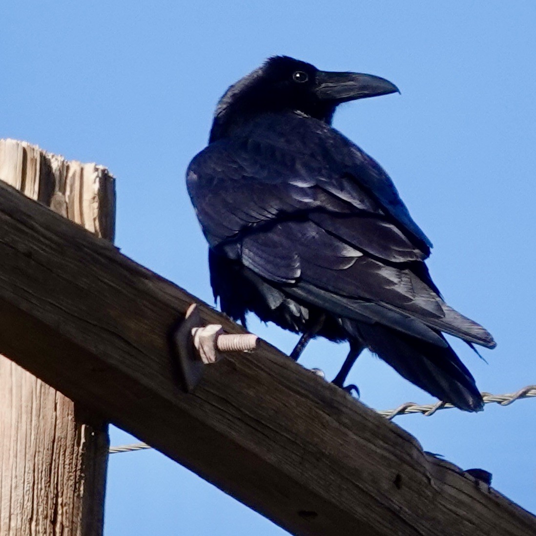 Kolkrabe - ML646510802