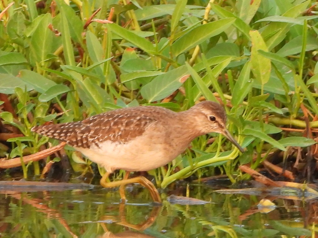 vodouš bahenní - ML646510804