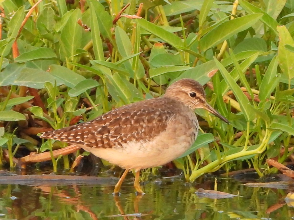 vodouš bahenní - ML646510805