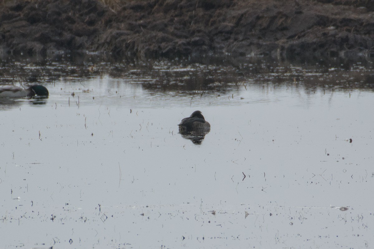 Tufted Duck - ML646510806