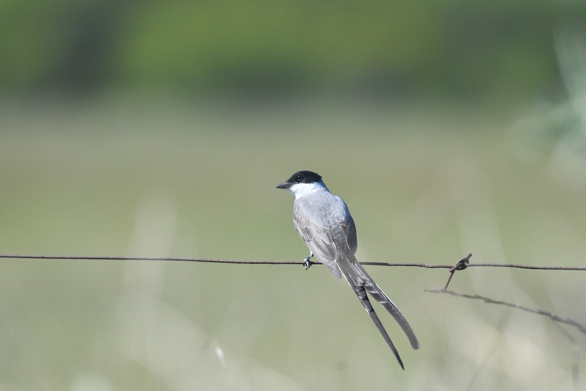 Fork-tailed Flycatcher - ML646510807